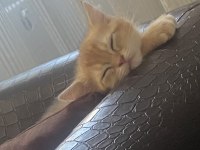 British Shorthair Golden Yavrusu