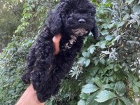 Çok Sevimli ve Oyuncu Siyah Toy Poodle Yavrularımız