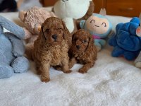 Mükemmel Kalitedeki Toy Poodle Yavrularımız