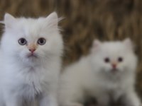 British Longhair Erkek Kedimiz