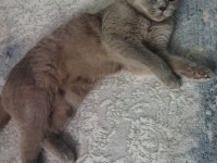 British longhair kızımıza acil eş arıyoruz
