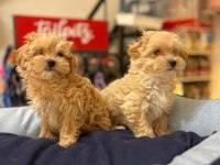 Tüy Dökmeyen Hi̇poalerjeni̇k Safkan Teacup Malti̇poo