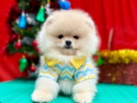 Safkan Pomeranian Boo Yavrularımız