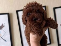 Toy Poodle Yavru Köpekler
