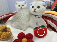 Safkan Scottish Fold ve Straight yavrular Catteryden