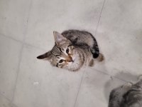 Evcil tekir hayvanlarımızı sahiplendirme
