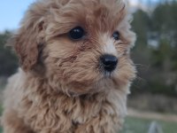 Anne altından maltipoo yavrular
