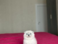 SCOTTISH FOLD BLUE POİNT YAVRULARIM 
