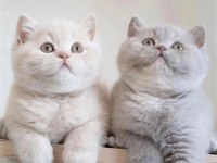 BRİTİSH SHORTHAİR YAVRU KEDİLERİMİZ