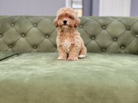 BEBEK YÜZLÜ ORJİNAL MALTIPOO YAVRUMUZ