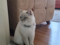 7 aylık british shorthair damızlık erkek kedimiz