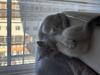 British Longhair Cins Kedimiz