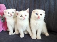 Pofuduk scottish fold white