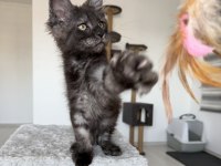 Black smoke erkek üst kaliteli maine coon