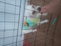 Maltese terrier 17 aylık erkek