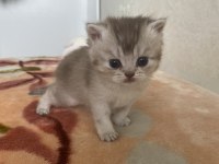 Safkan british shorthair kedimiz