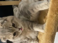 Minik scottish fold kız