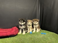 Kutuplardan Gelen Güzellik Alaskan Malamute Yavruları