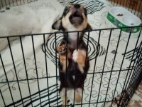 Bebek minyatür pinscher