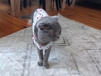 1.5 yaşında scottish fold