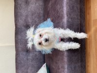 Maltese terrier