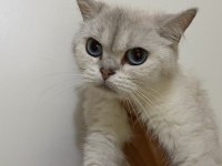 British shorthair silver 18 aylık dişi