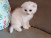 Uygun şartlarda scottish fold kedilerimiz
