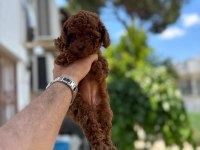 Kg Garantili A Kalite Lekesiz Poodle Yavrularımız
