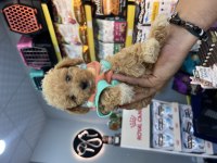 SAFKAN POODLE YAVRU