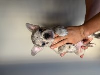 French bulldog yavrularımız yeni ailelerini arıyorlar