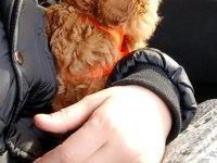 40 günlük poodle yavrumuz sahiplendirmek istiyorum