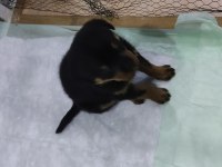 Yavru Rottweiler