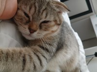 4 aylık scottish fold golden tabby - Lora