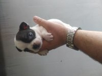 French bulldog fawn yavruları