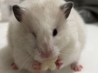 Birbirinden tatlı syrian hamsterlar