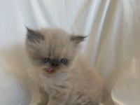saf kanlı bluepoint himalayan kedim