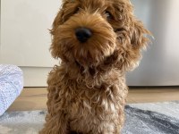 Muhteşem tüy yapısı ile çipli toy poodle