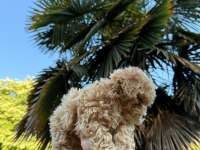 Maltipoo ve diğer ırklar için İletişime geçin