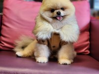 Türkiyedeki en basık burunlu tam ayı surat pomeranian