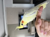 Lutino 2 Aylık Ele Alışkın Sultan Papağanı