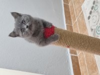 Acil dişi scottish fold ve british top surat yavrular