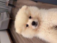 POMERANİAN BOO 4 AYLIK