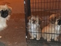 PEKİNEZ YAVRULARI