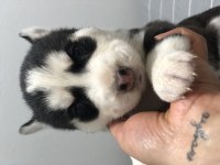 Maske Güzeli Erkek Mavi Göz Husky