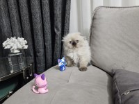Aile sıcaklığında büyüyen scottish fold british yavrular