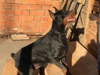 Russia Statüs torunu secereli doberman