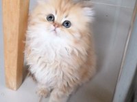 Golden British Longhair Bebekler