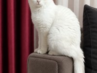 British Shorthair Sevimli Cana Yakın Uysal