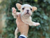 Güzeller Güzeli Çok Sevimli French Bulldog Yavrular