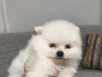 Pomeranian Boo Erkek Ve Dişi Yavrularımız